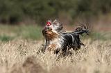 YORKSHIRE TERRIER 249